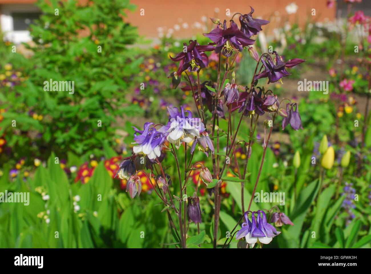 Akelei Blumen, alpine Akeleien Stockfoto