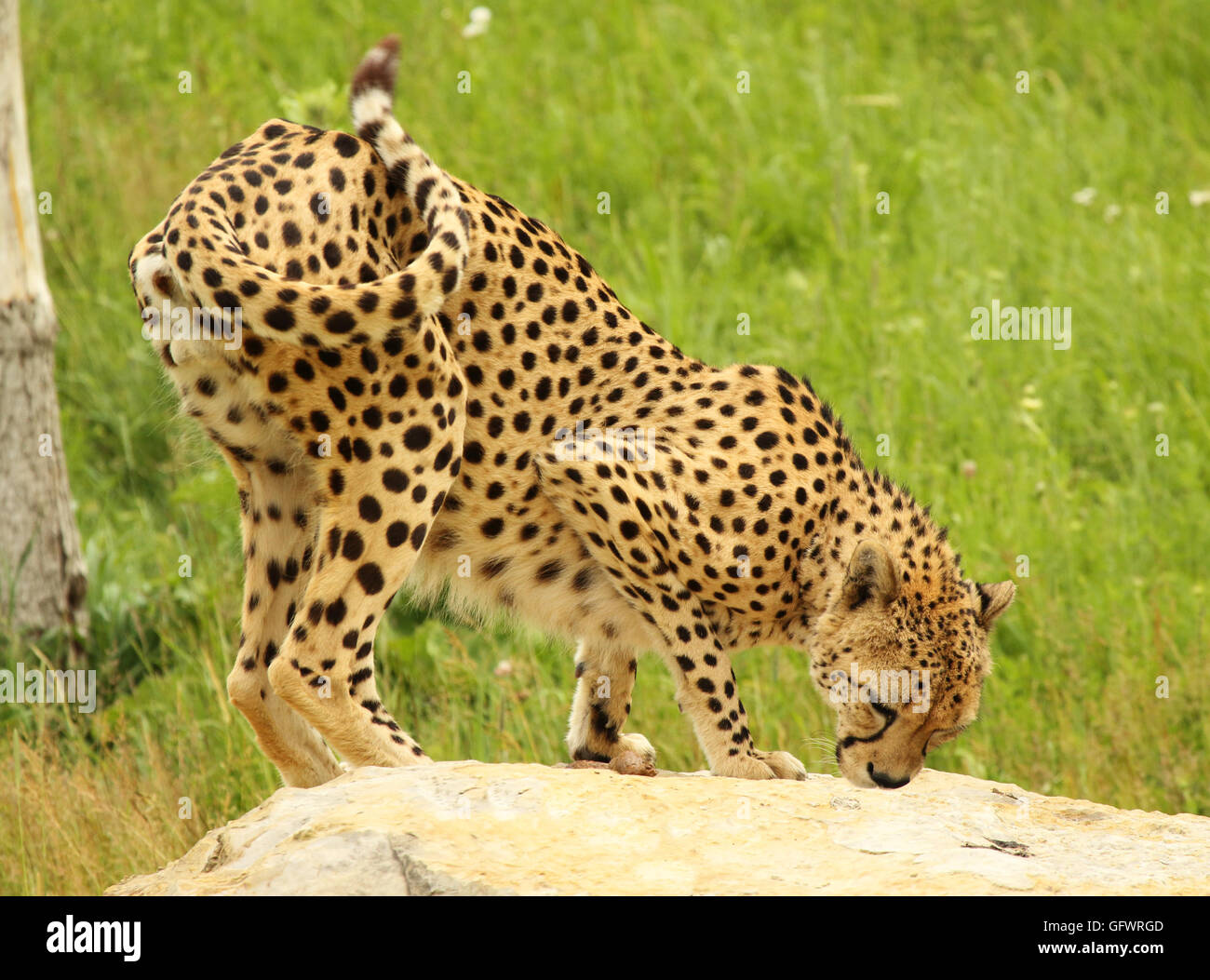 Ein Gepard riechen eine Duftmarke oben auf einem Felsen. Stockfoto