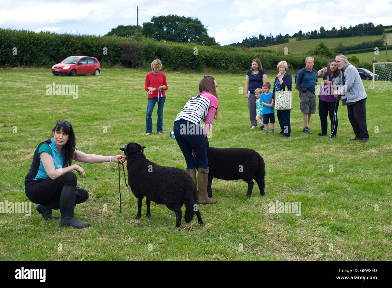 Beurteilung von Schafen auf Gwenddwr, Gwenddwr, in der Nähe von Builth Wells, Powys, Wales, UK Stockfoto