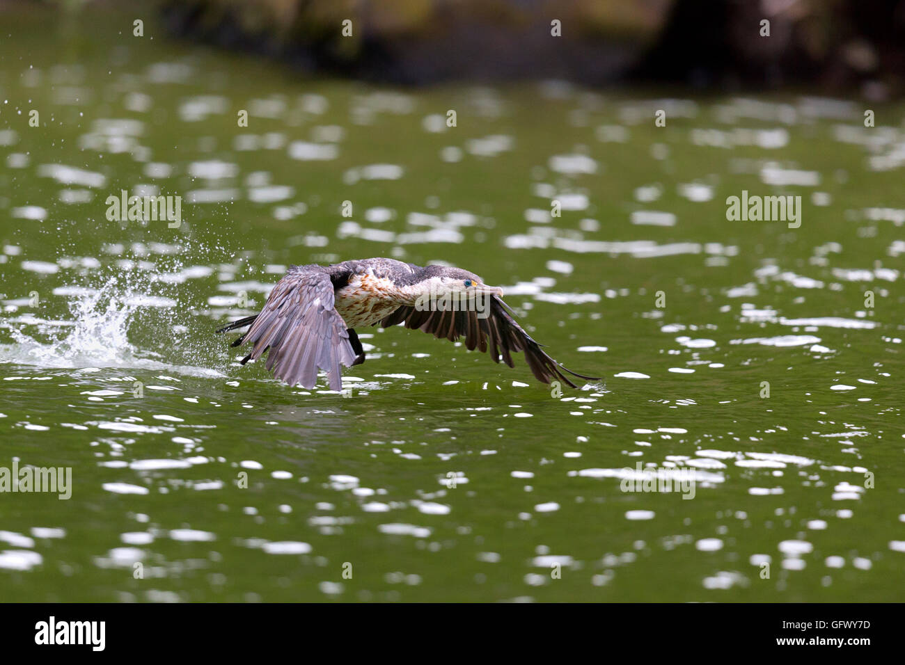 New Zealand Pied Shag in der Nähe von Wellington Stockfoto