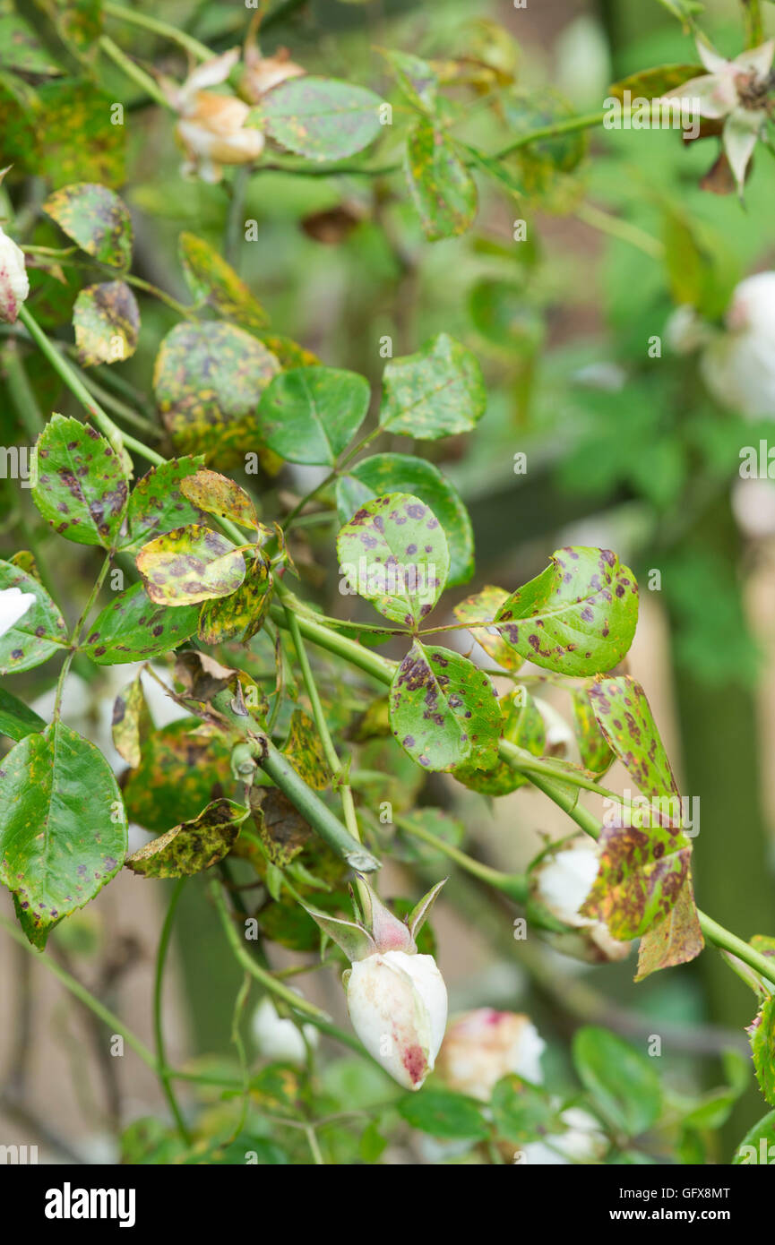 Diplocarpon rosae. Rosen-Schwarzfleck (Pilzkrankheit) auf Blättern Stockfoto
