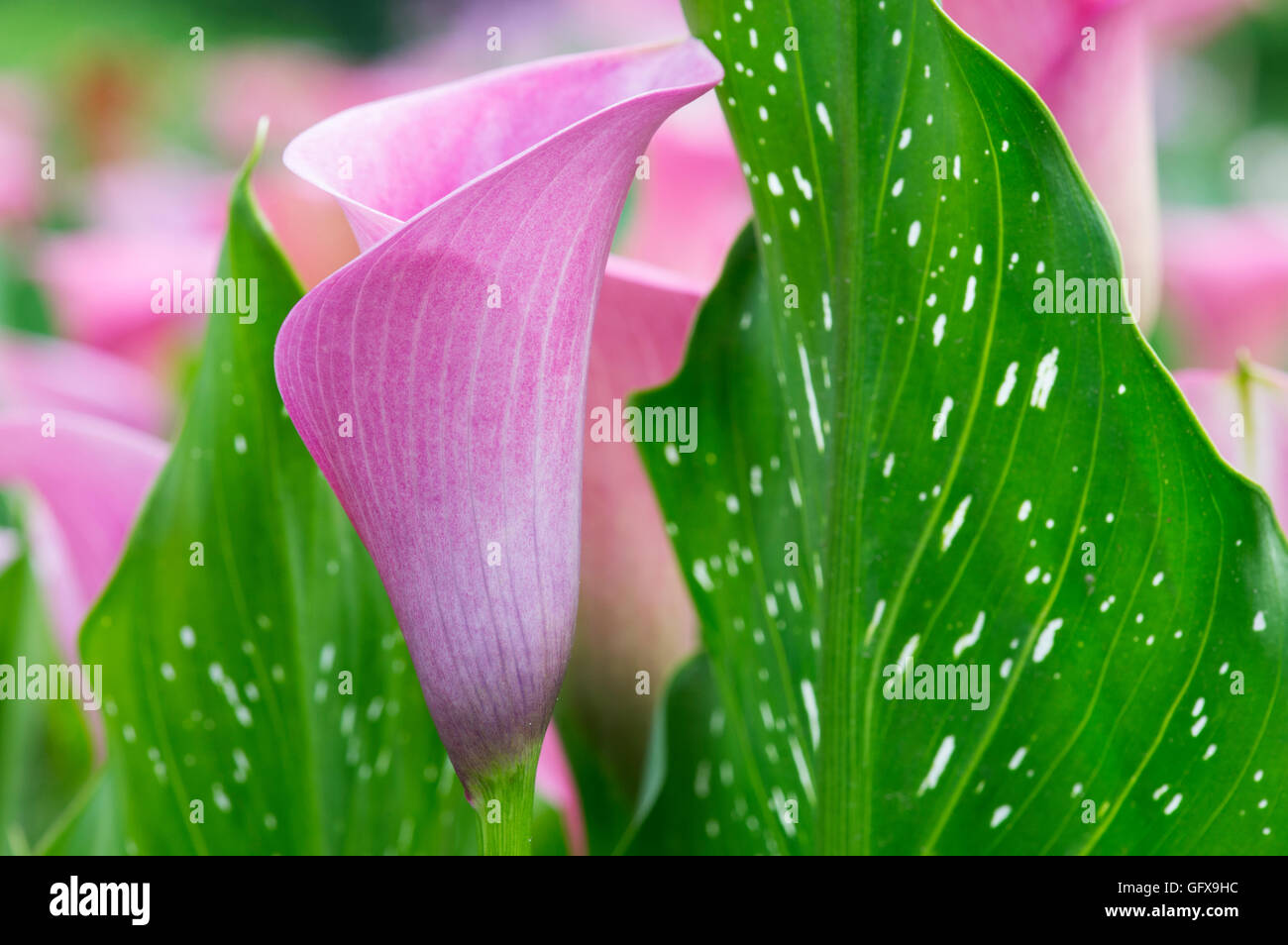 Zantedeschia Kapitän Violetta. Calla Lily / Arum Lilie Stockfoto