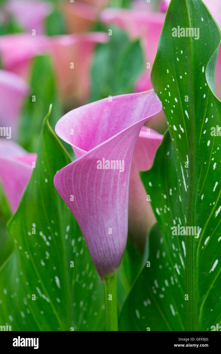 Zantedeschia Kapitän Violetta. Calla Lily / Arum Lilie Stockfoto