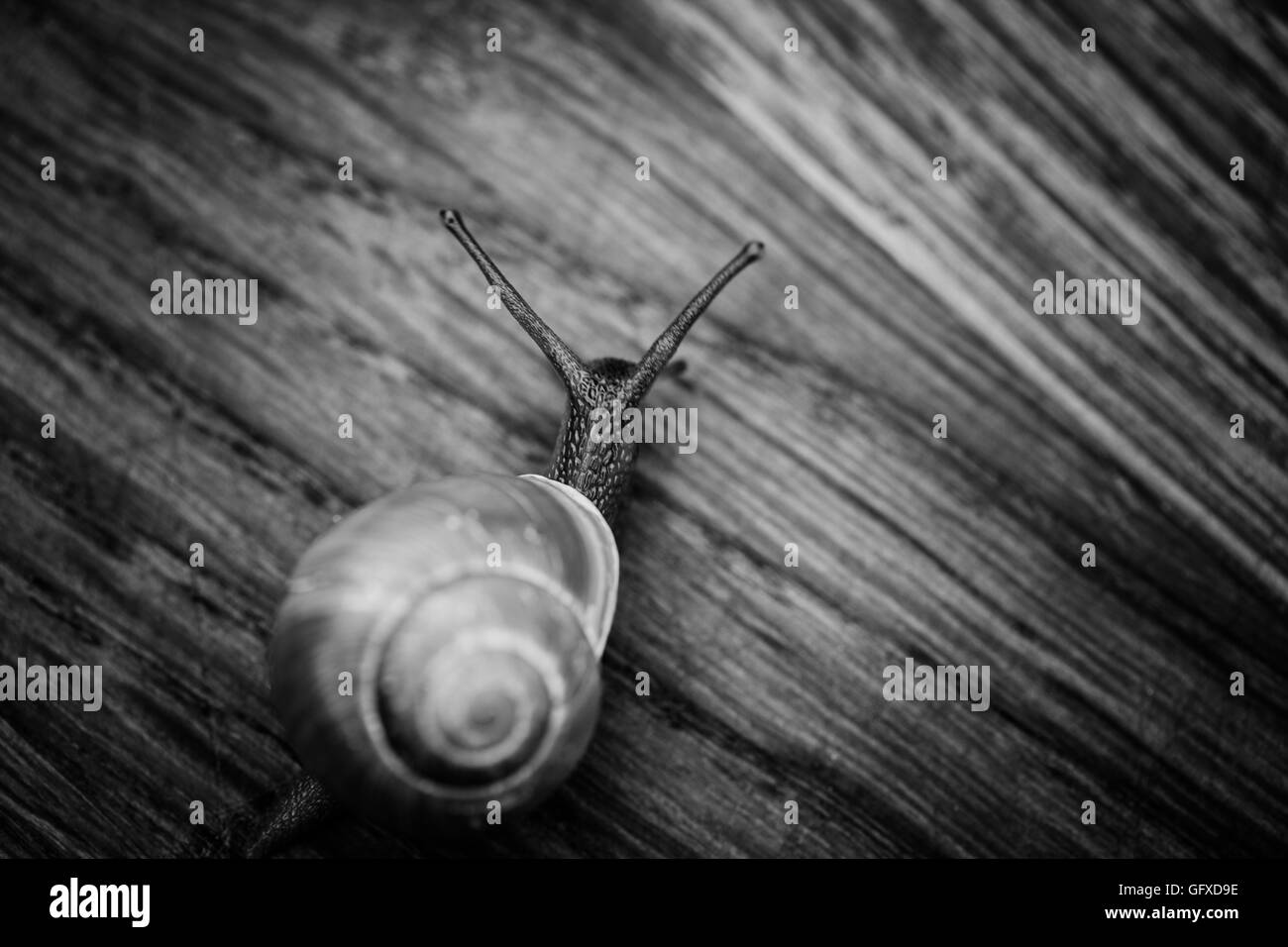Makroaufnahme mit Blick auf eine Schnecke, die über einen Holzfußboden. Stockfoto