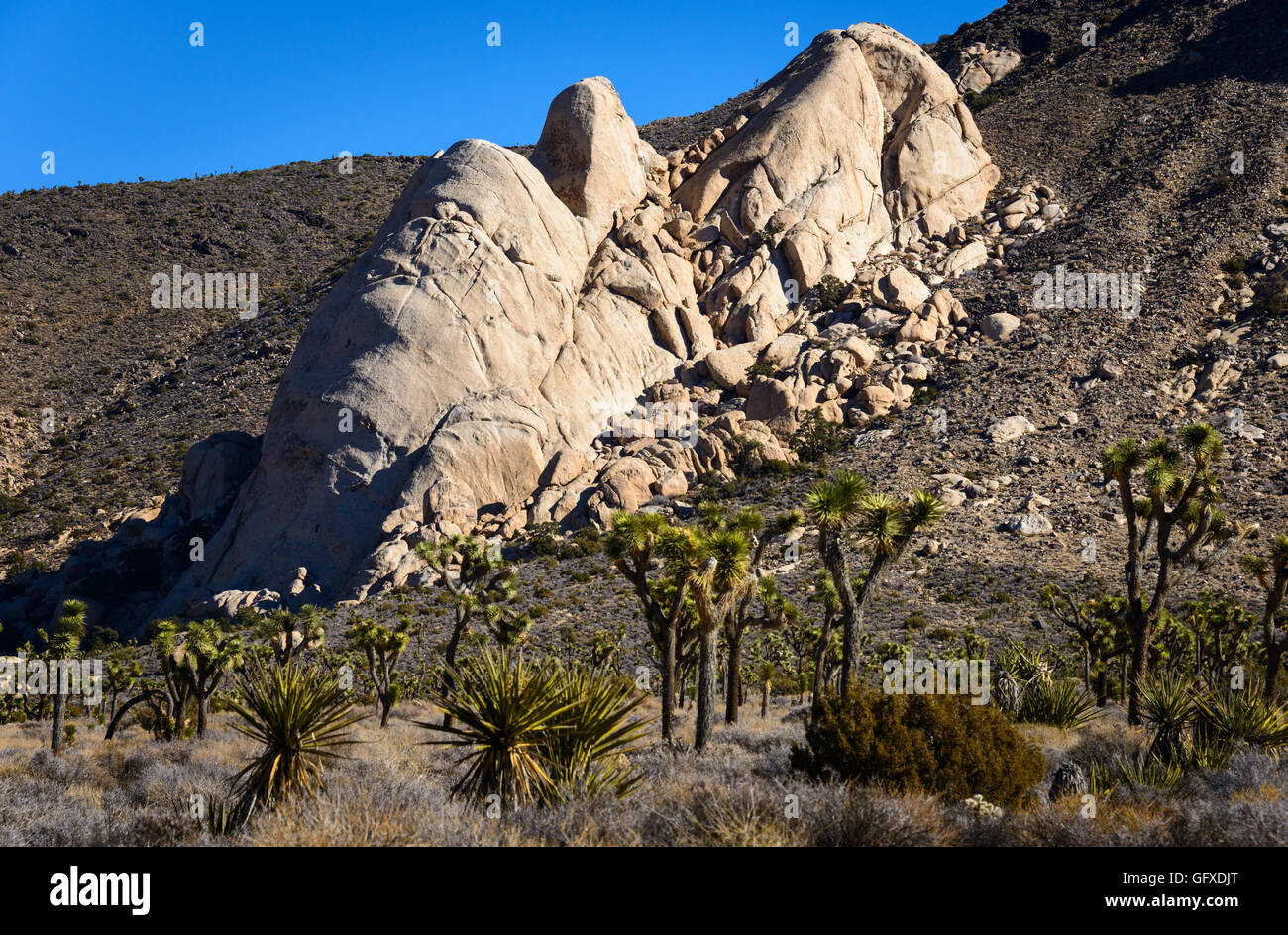 Joshua Tree Nationalpark Stockfoto