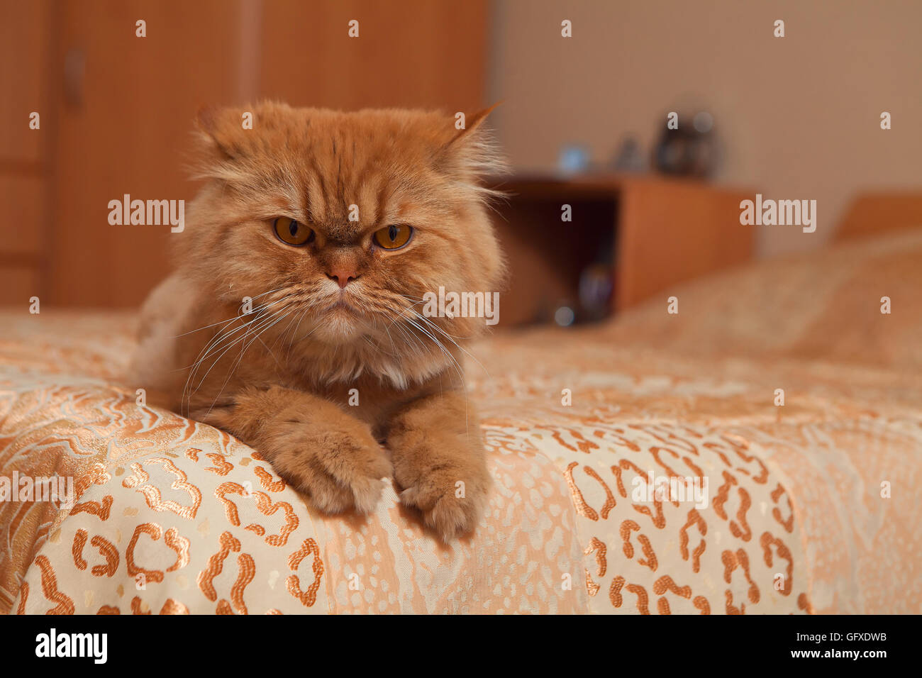 Rote Katze auf dem Sofa. Stockfoto