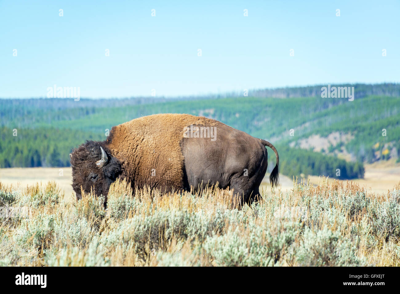 Einzelnen Bison und Beifuß im Yellowstone Nationalpark in Wyoming, USA Stockfoto
