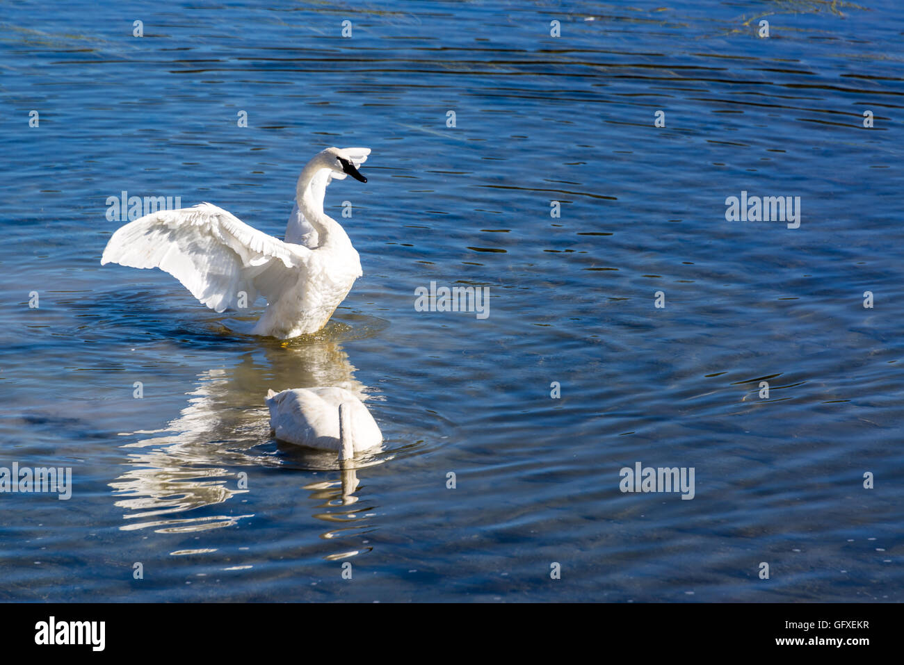 Zwei Trumpeter Schwäne schwimmen in den Yellowstone River im Yellowstone National Park Stockfoto