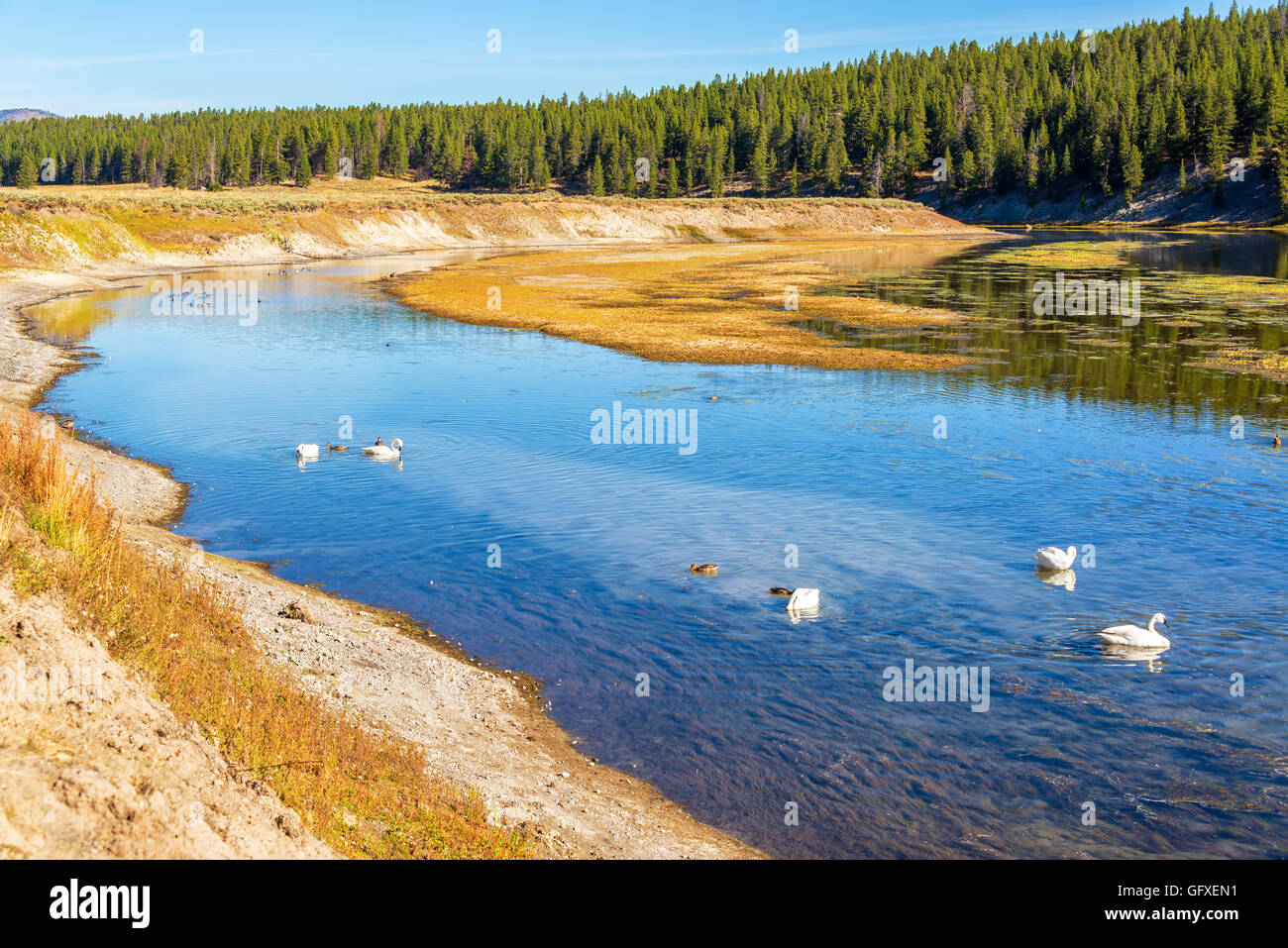 Blick auf den Yellowstone River mit Trumpeter Schwäne im Yellowstone National Park Stockfoto