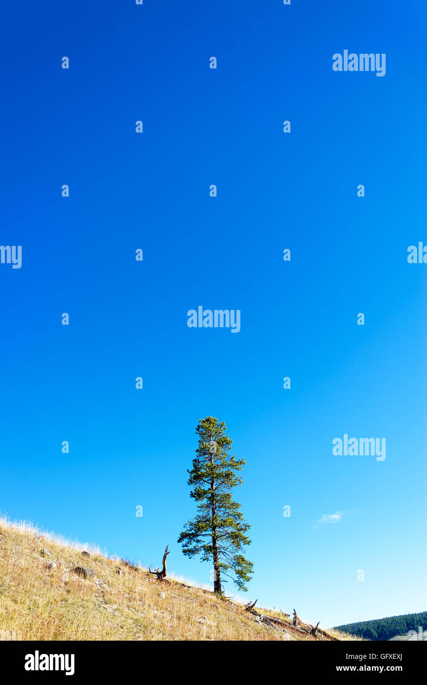 Lone Pine Baum steht auf einem Hügel im Yellowstone National Park Stockfoto