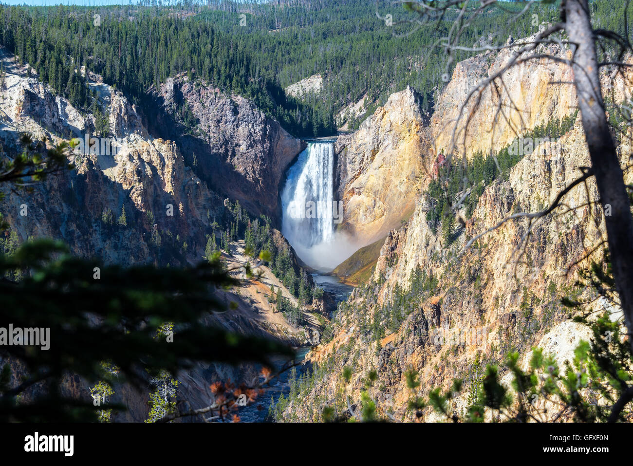 Lower Yellowstone Falls gesehen durch Äste im Yellowstone National Park Stockfoto