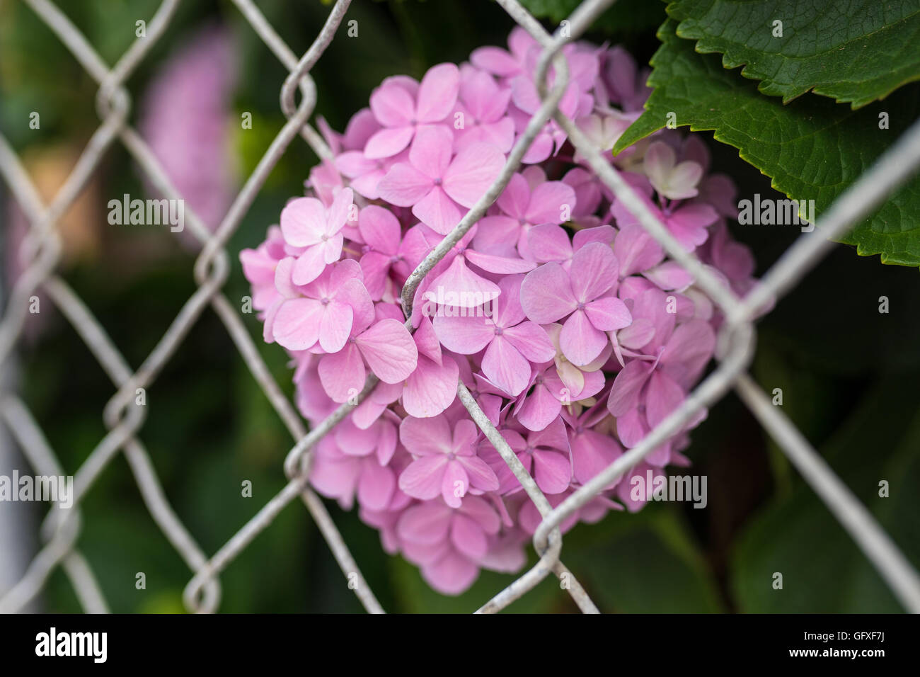 Cluster von rosa Hortensien Poke durch Maschendrahtzaun. Stockfoto