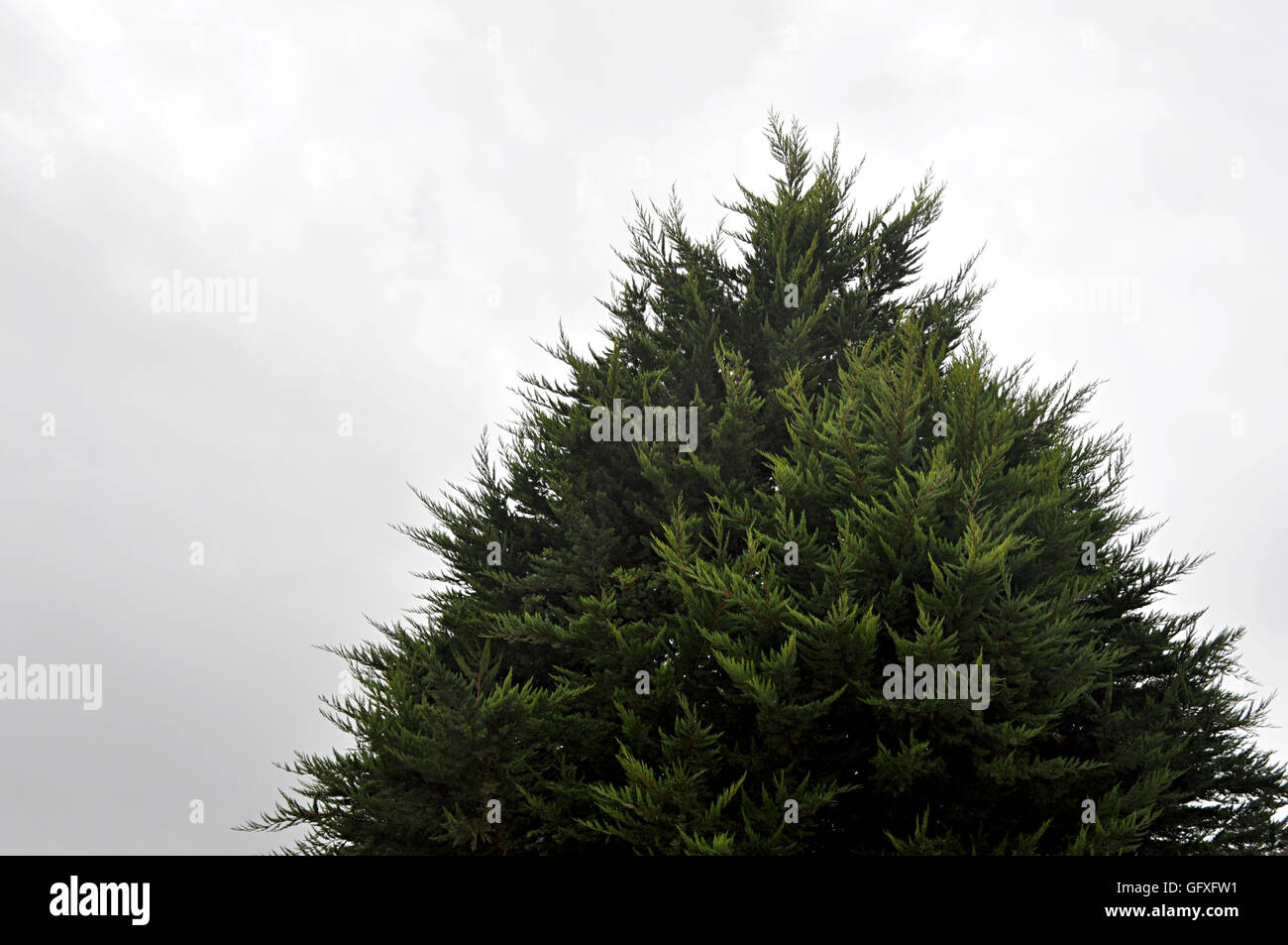 dreieckige Thuja orientalis Stockfoto