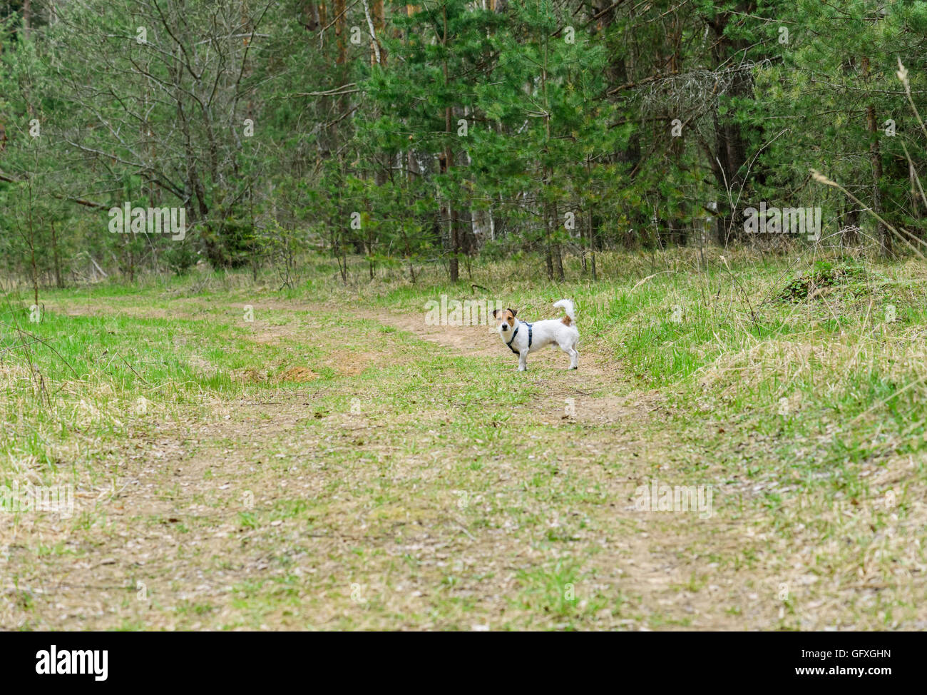 Lass uns einen Spaziergang mit Hund auf die Tierwelt Natur Stockfoto