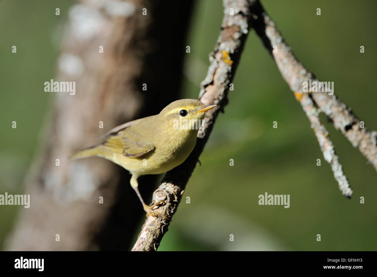 Sitzstangen Fitis (Phylloscopus Trochilus) am Ast. Jaroslawl, Russland Stockfoto