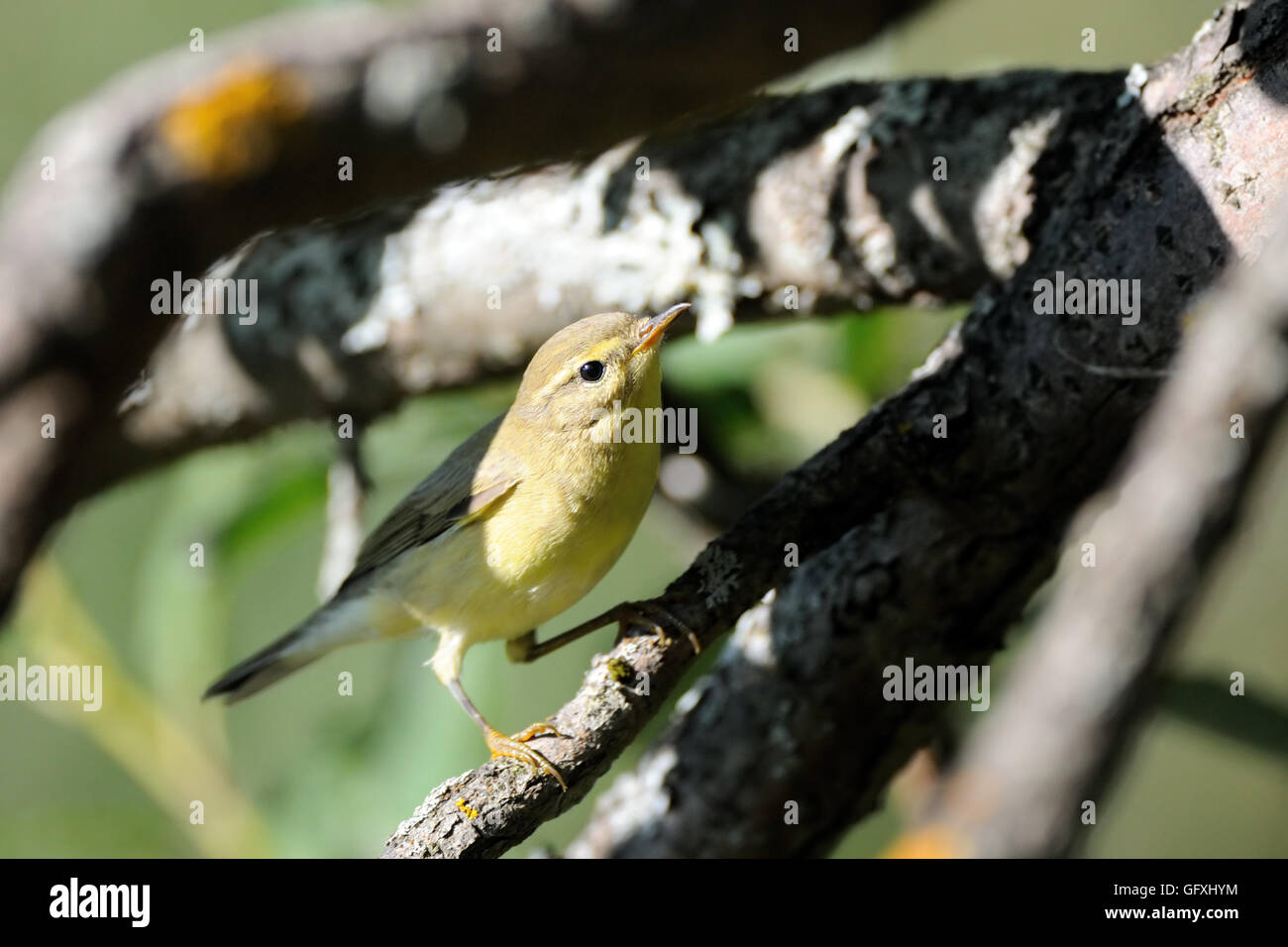 Sitzstangen Fitis (Phylloscopus Trochilus) in Tanne Filiale. Jaroslawl, Russland Stockfoto