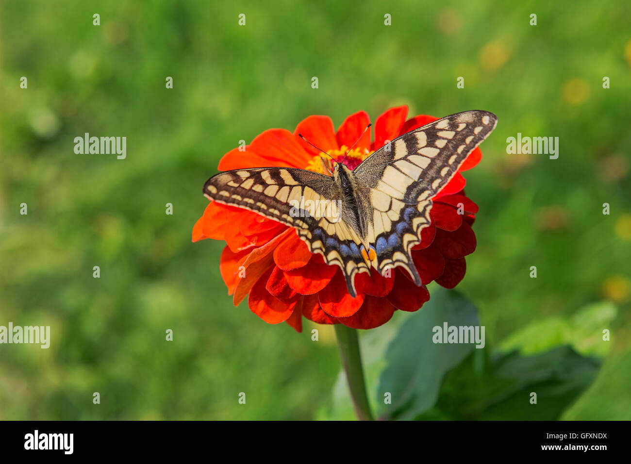 Schwalbenschwanz Schmetterling (Papilio Machaon) einen seltenen Schmetterling aus der Familie der Papilionidae auf eine rote Blume Stockfoto