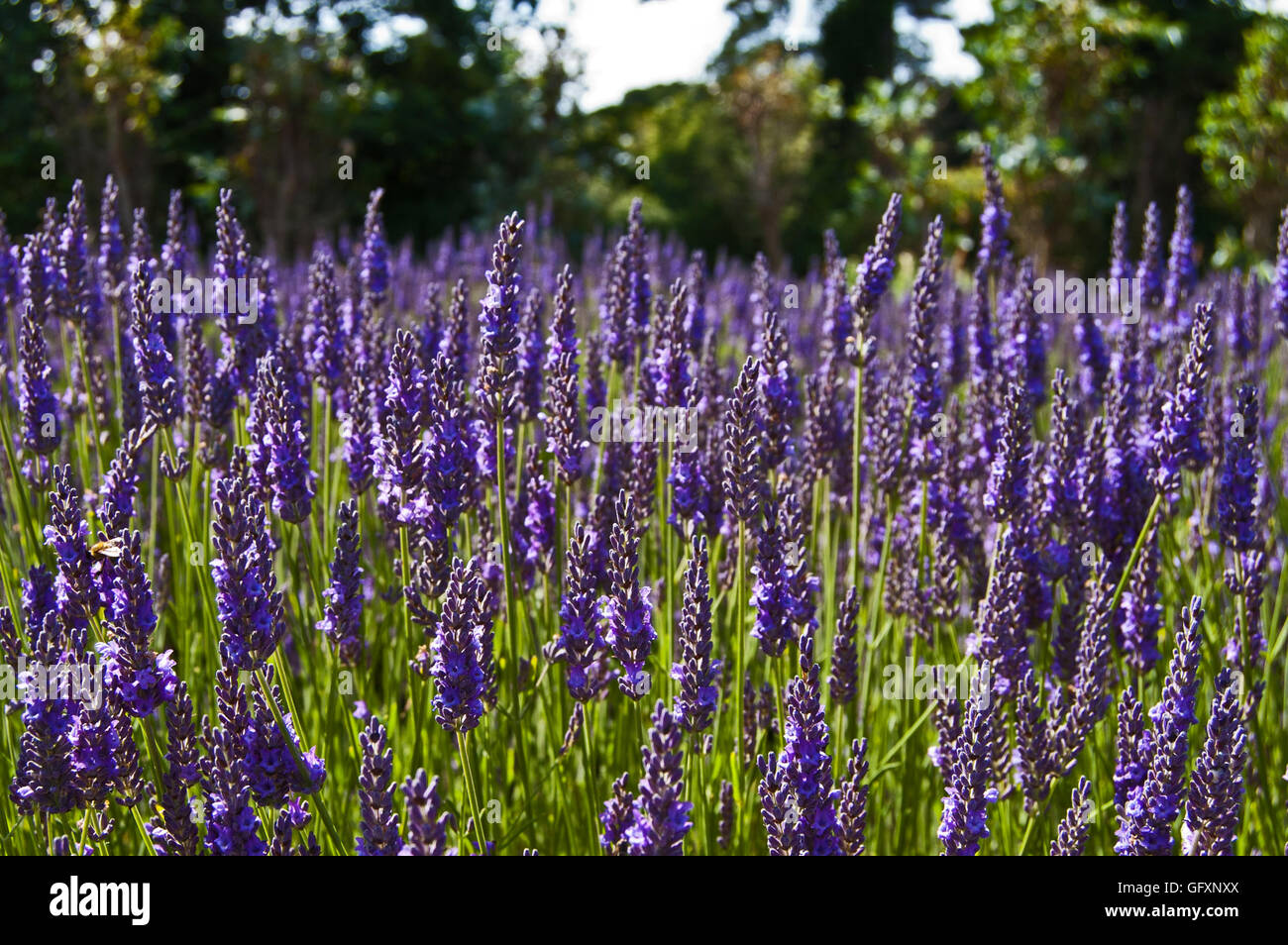 Bereich der Lavendel, Jersey Lavender Farm Stockfoto