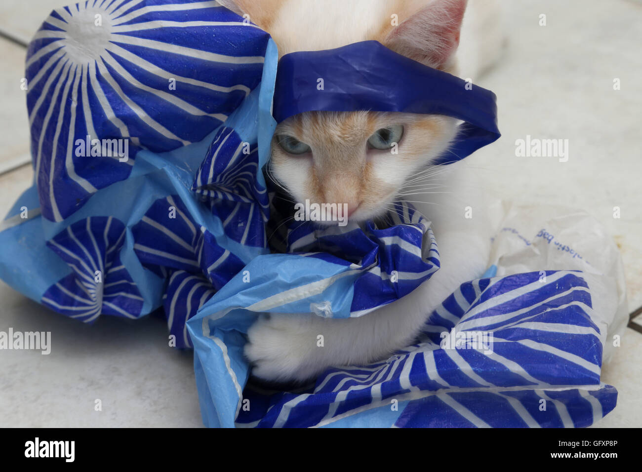 Weiße Katze Teil Ragdoll mit Colourpoint Mantel spielt mit Plastiktüte Stockfoto