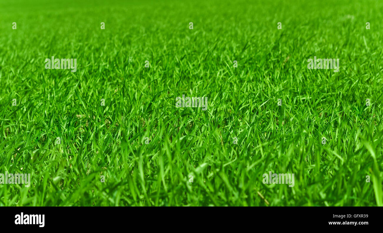 Grün Hintergrund Stockfoto