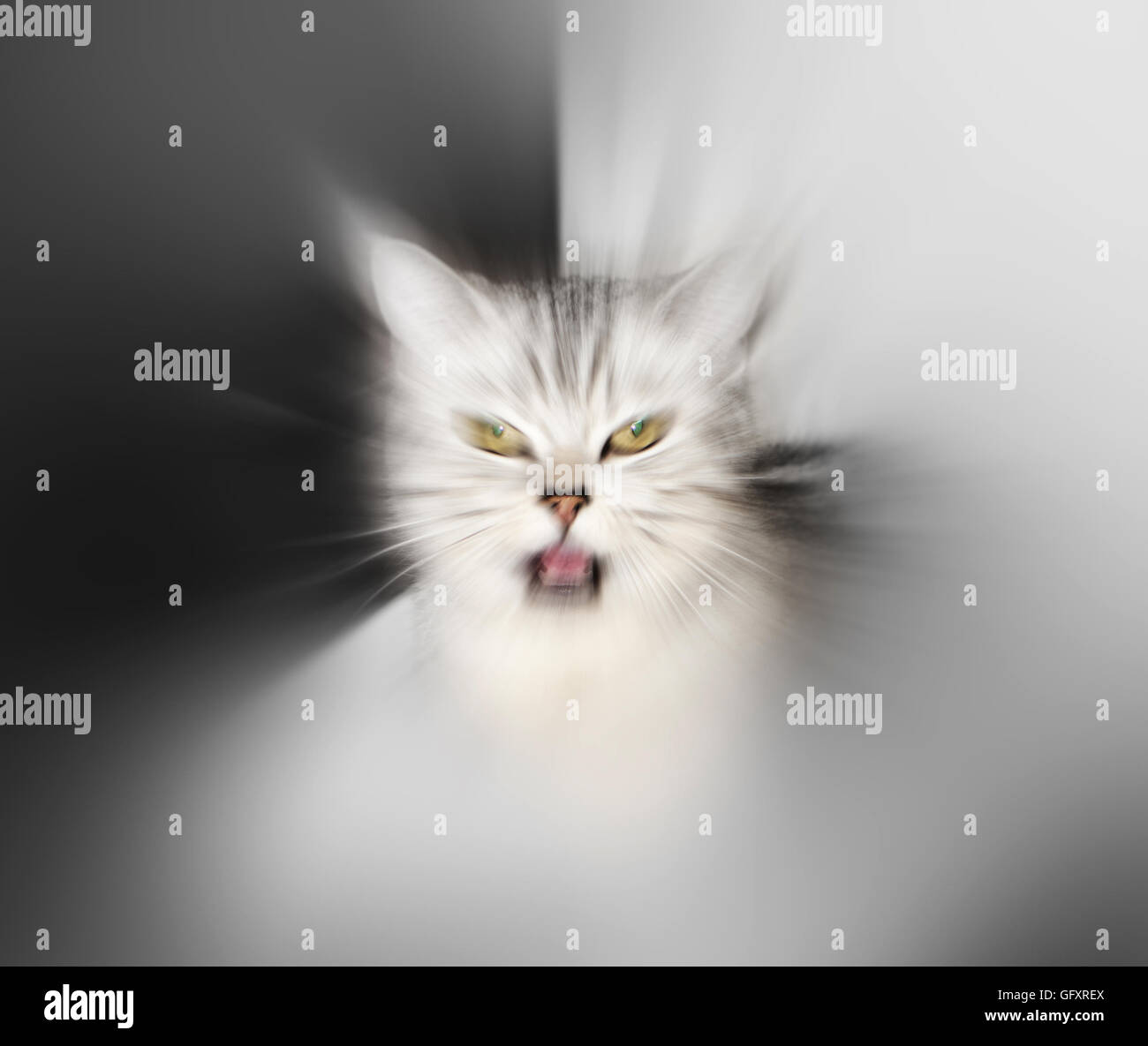 böse Katze Stockfoto