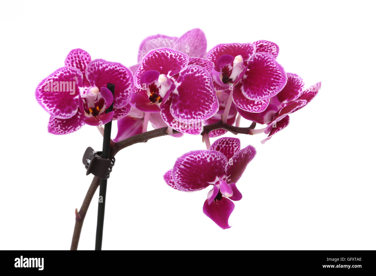 Rosa Mini-Phalaenopsis-Orchidee Stockfoto