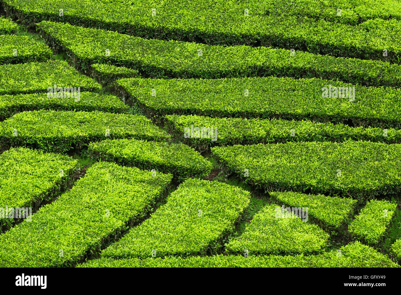 Grüner Tee-Pflanze Stockfoto