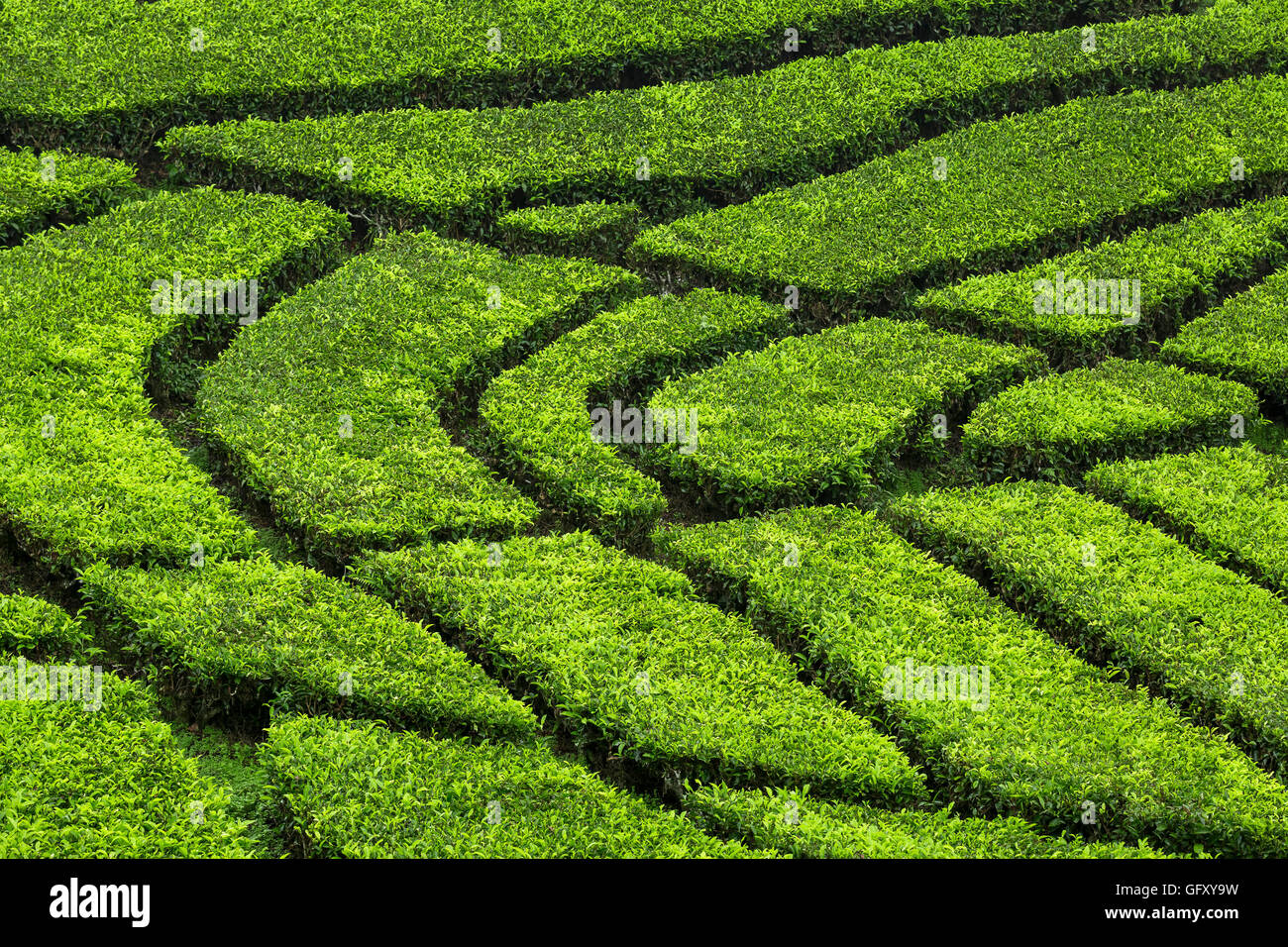 Grüner Tee-Pflanze Stockfoto