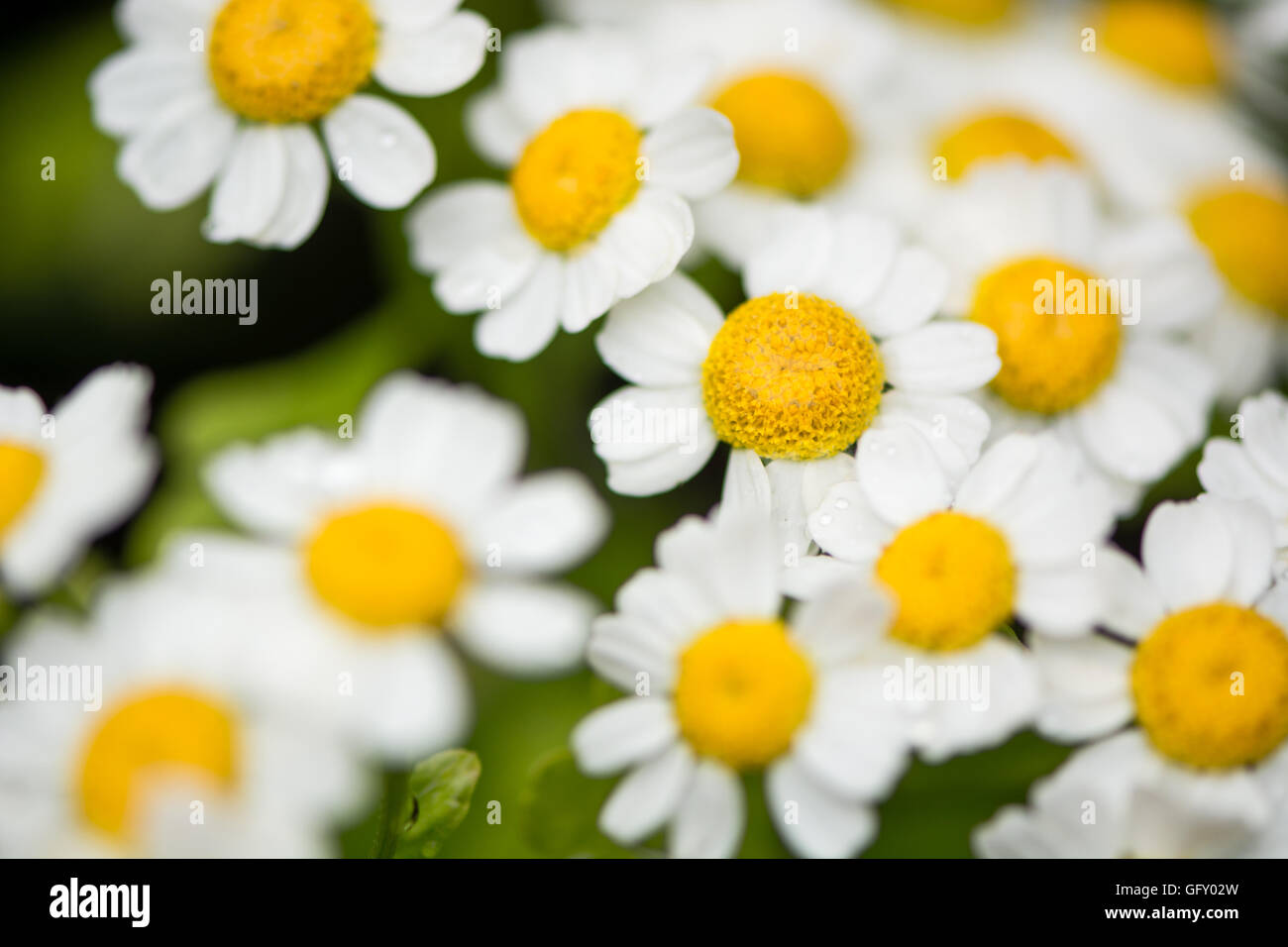 Das Mutterkraut (Tanacetum Parthenium). Masse der weißen und gelben Blüten der traditionelle Heilpflanze in der Familie der Korbblütler (Asteraceae) Stockfoto