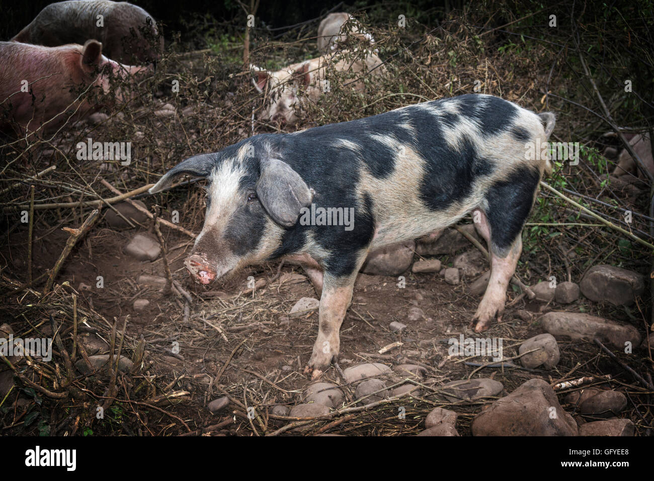 Porträt eines Schweins in einer natürlichen Umgebung Stockfoto