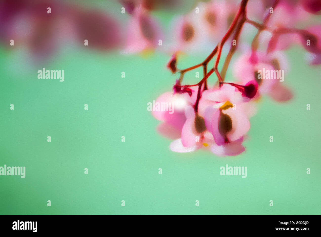 Pastellbild einer Begonie rosa Blume auf einem grünen Hintergrund. Stockfoto