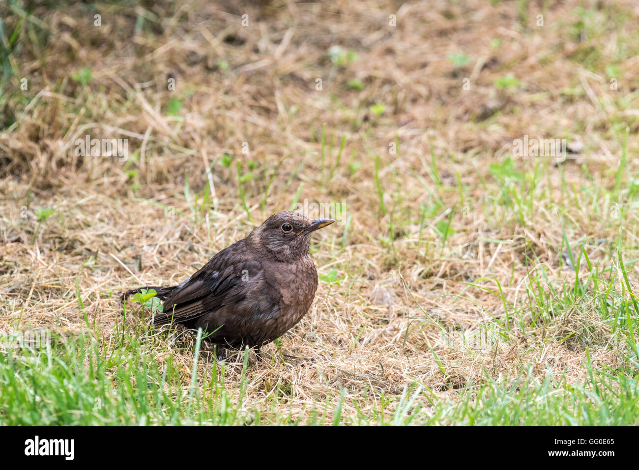 Ein junger Schwarzvogel (Turdus merula) Stockfoto