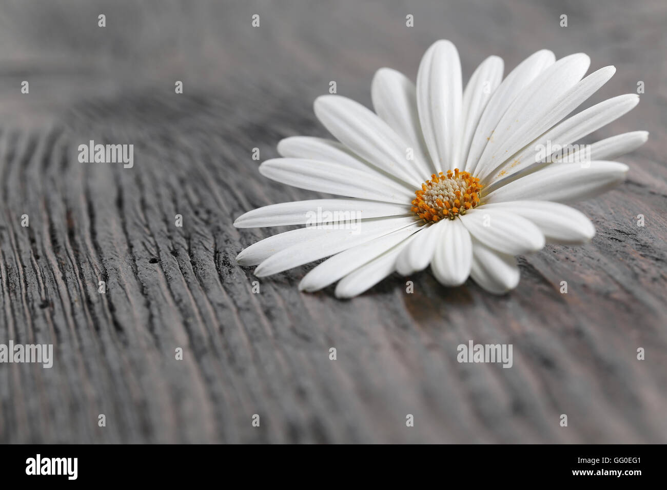 White Daisy Blume auf einem Holztisch Stockfoto