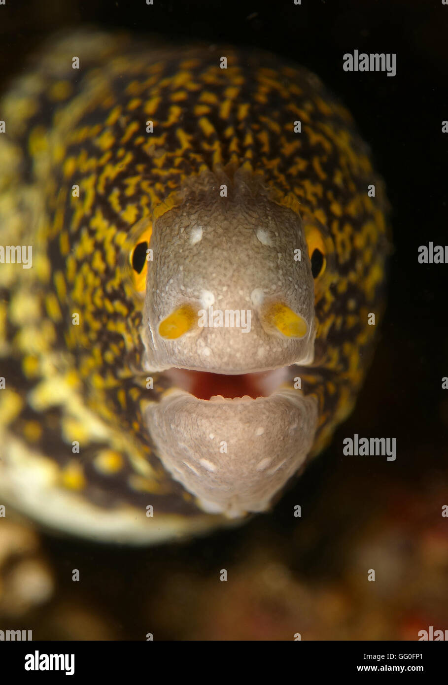 Hallo - Echidna Nebulosa allgemein bezeichnet als Schneeflocke Aal, getrübt Moray oder Starry Moray, Lembeh Straße, Manado, Indonesi Stockfoto