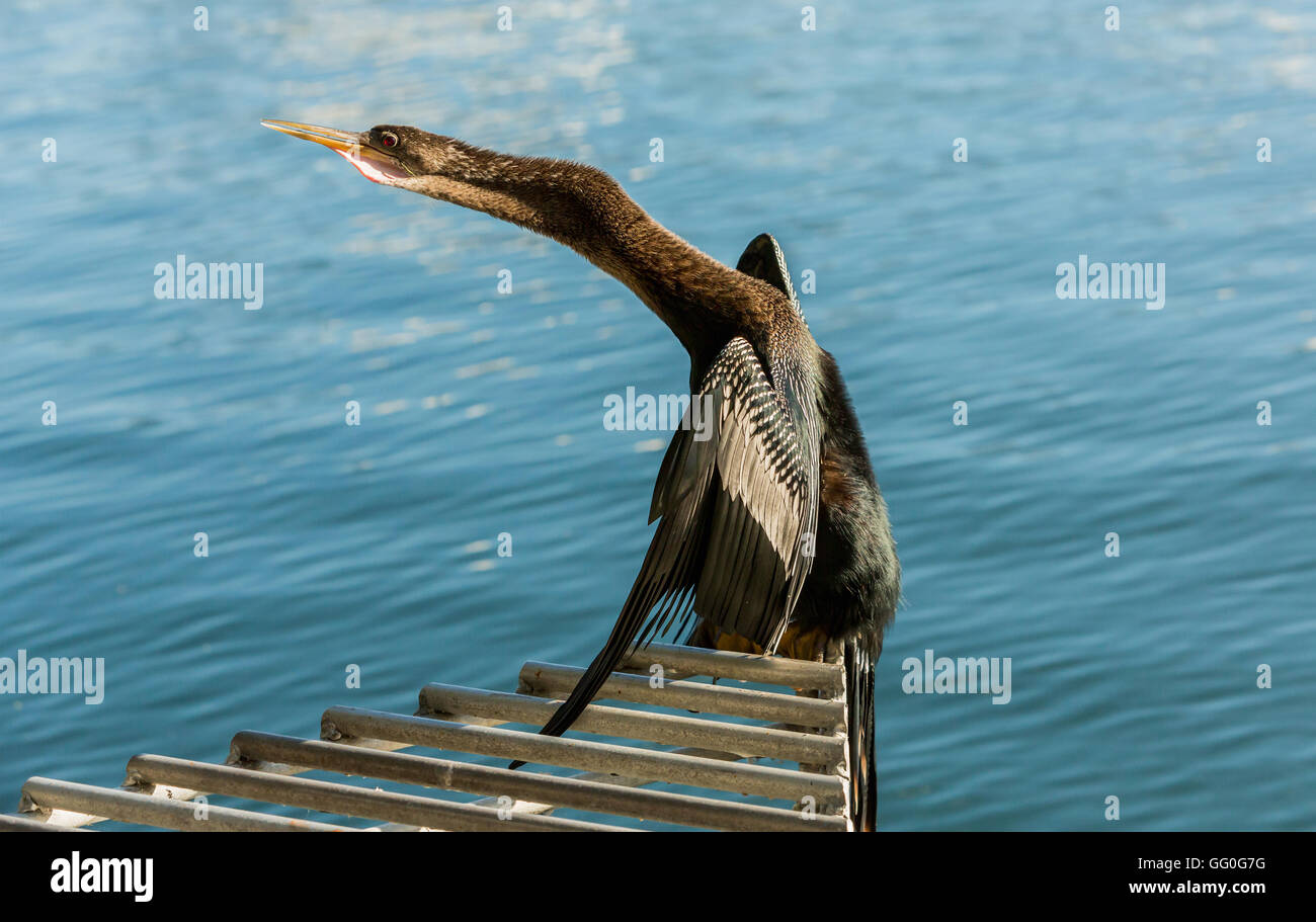 Kormoran Trocknung seine Flügel an einem See Eola, Orlando, Florida, USA Stockfoto