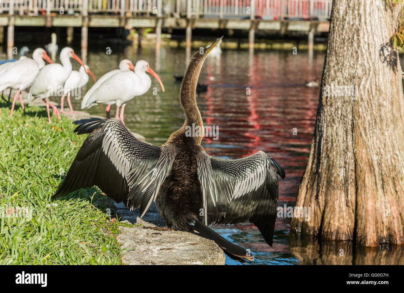 Kormoran Trocknung seine Flügel an einem See Eola, Orlando, Florida, USA Stockfoto