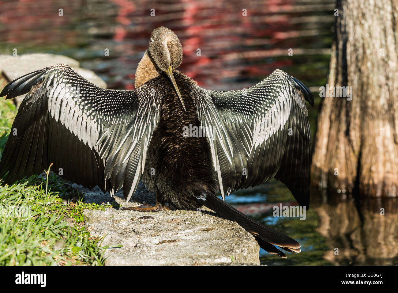 Kormoran Trocknung seine Flügel an einem See Eola, Orlando, Florida, USA Stockfoto