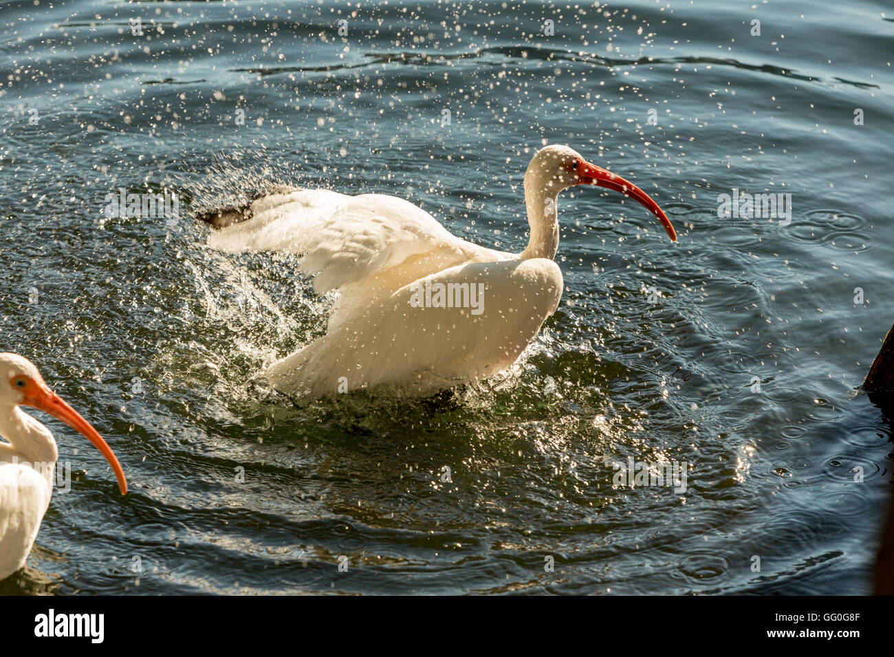 Tiere in der Wildnis. Weiße Reiher am Lake Eola, Orlando, Florida. Weiße Reiher im See plantschen Stockfoto