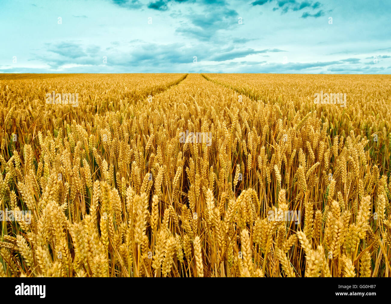 WEIZENFELD ODER WACHSENDEN WEIZENFELD IM VEREINIGTEN KÖNIGREICH Stockfoto