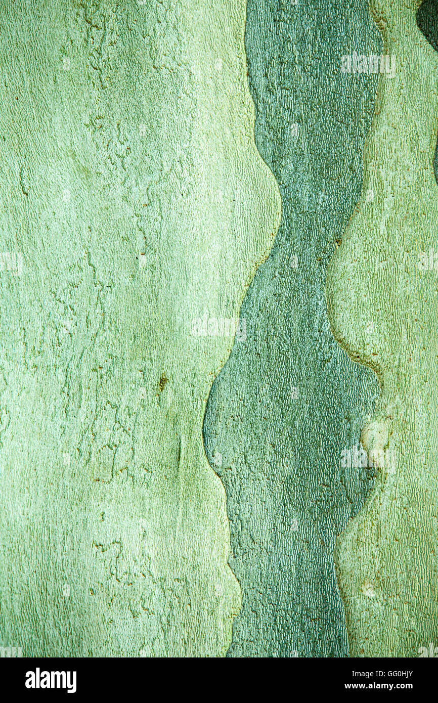 Rinde des Baumes Platanus in grünen Farben Stockfoto
