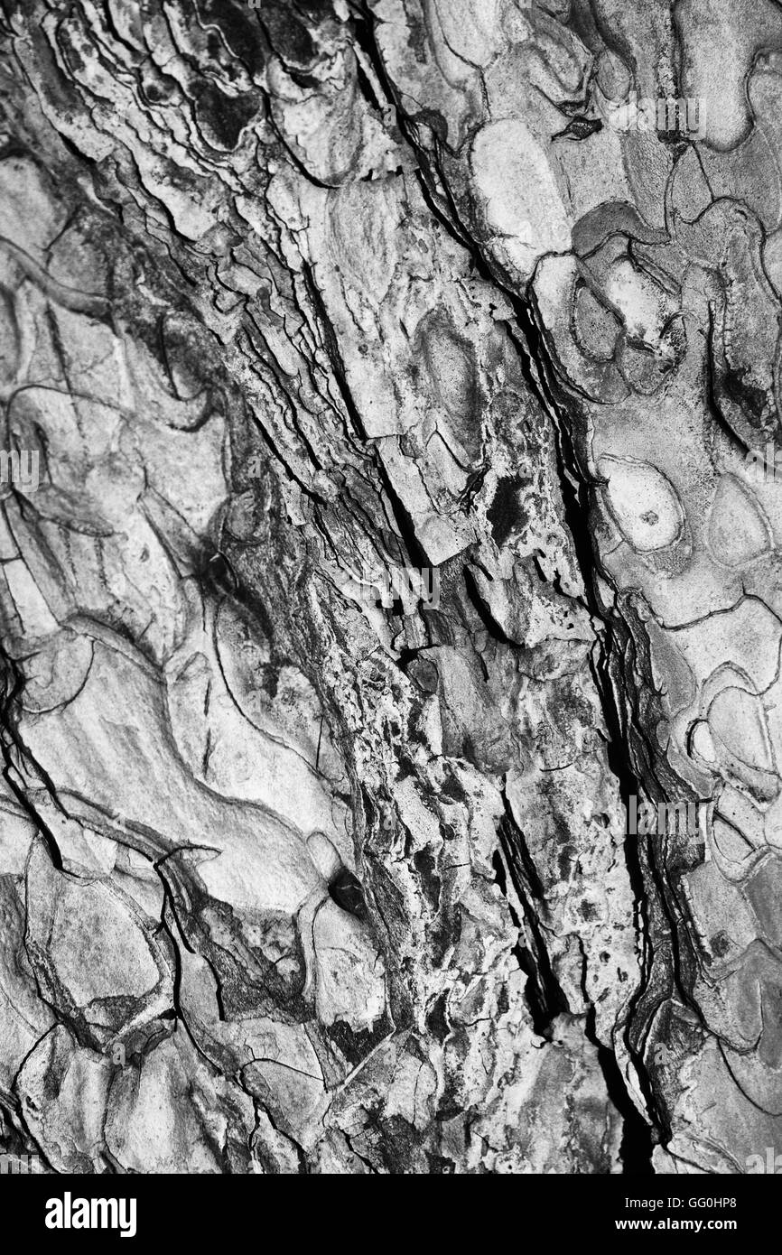 Rinde eines Baumes als natürlichen Hintergrund in schwarz / weiß Stockfoto