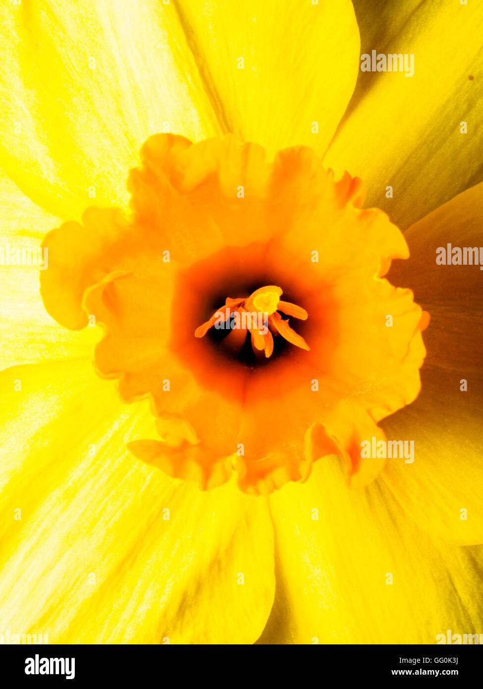 Narcissus (Narzisse) gelbe Blume - London, England Stockfoto