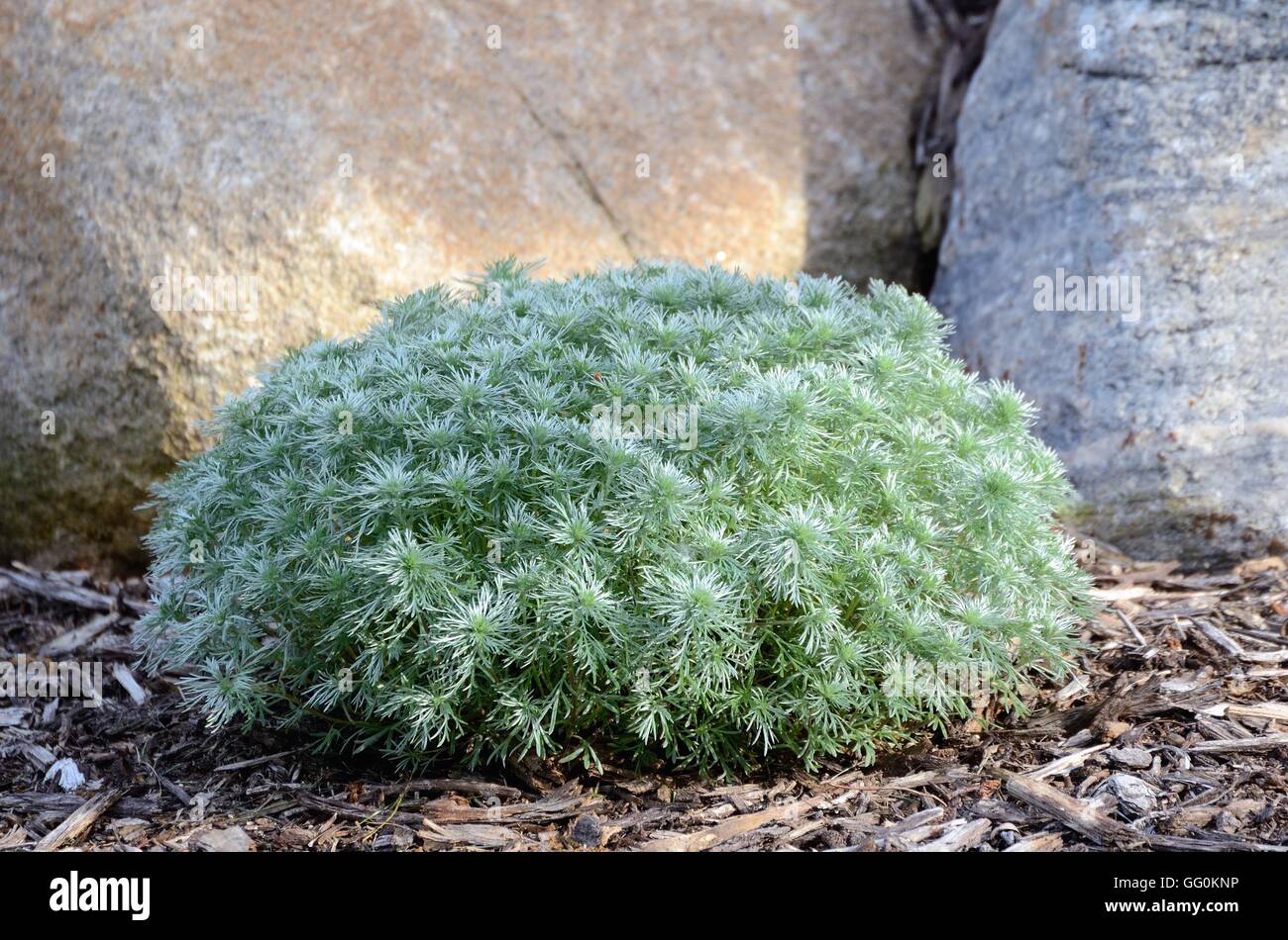 Silber Mound Artemisia eine mehrjährige Pflanze für die Landschaftsgestaltung Stockfoto