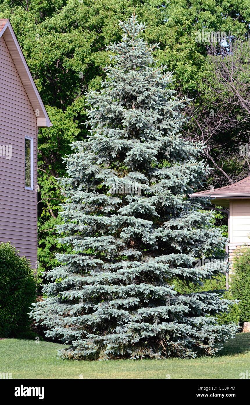 Ein blau-Fichte (Picea Pungen) Baum auch genannt ein Colorado Fichte Stockfoto