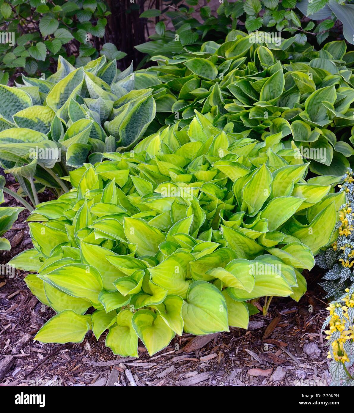 Grün und Gold bunt Hostas, Hostas sind mehrjährige Pflanzen, wachsen in schattigen Bereichen Stockfoto