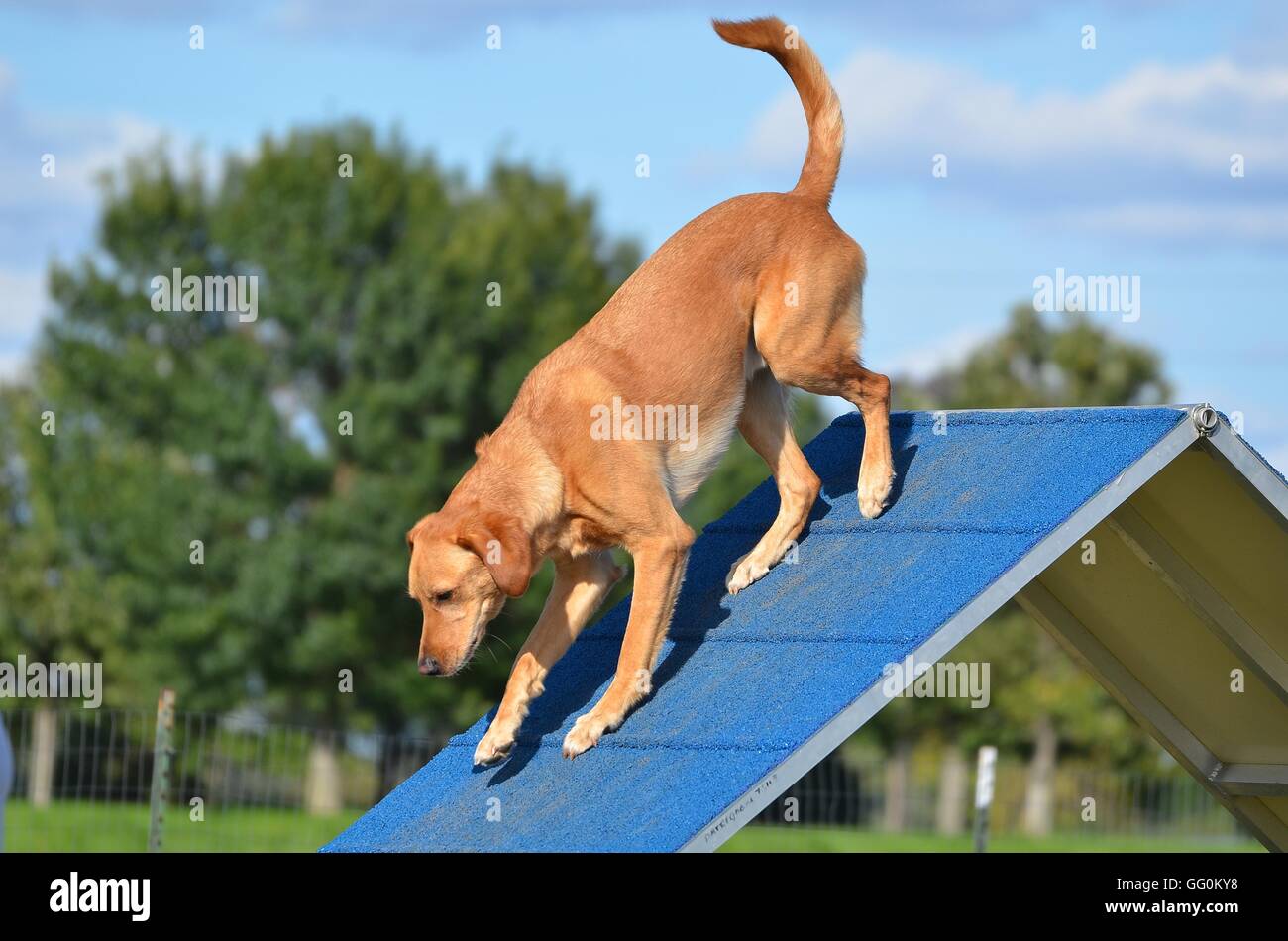 Gelber Labrador Retriever auf eine a-förmige am Hund Agility Trial Stockfoto