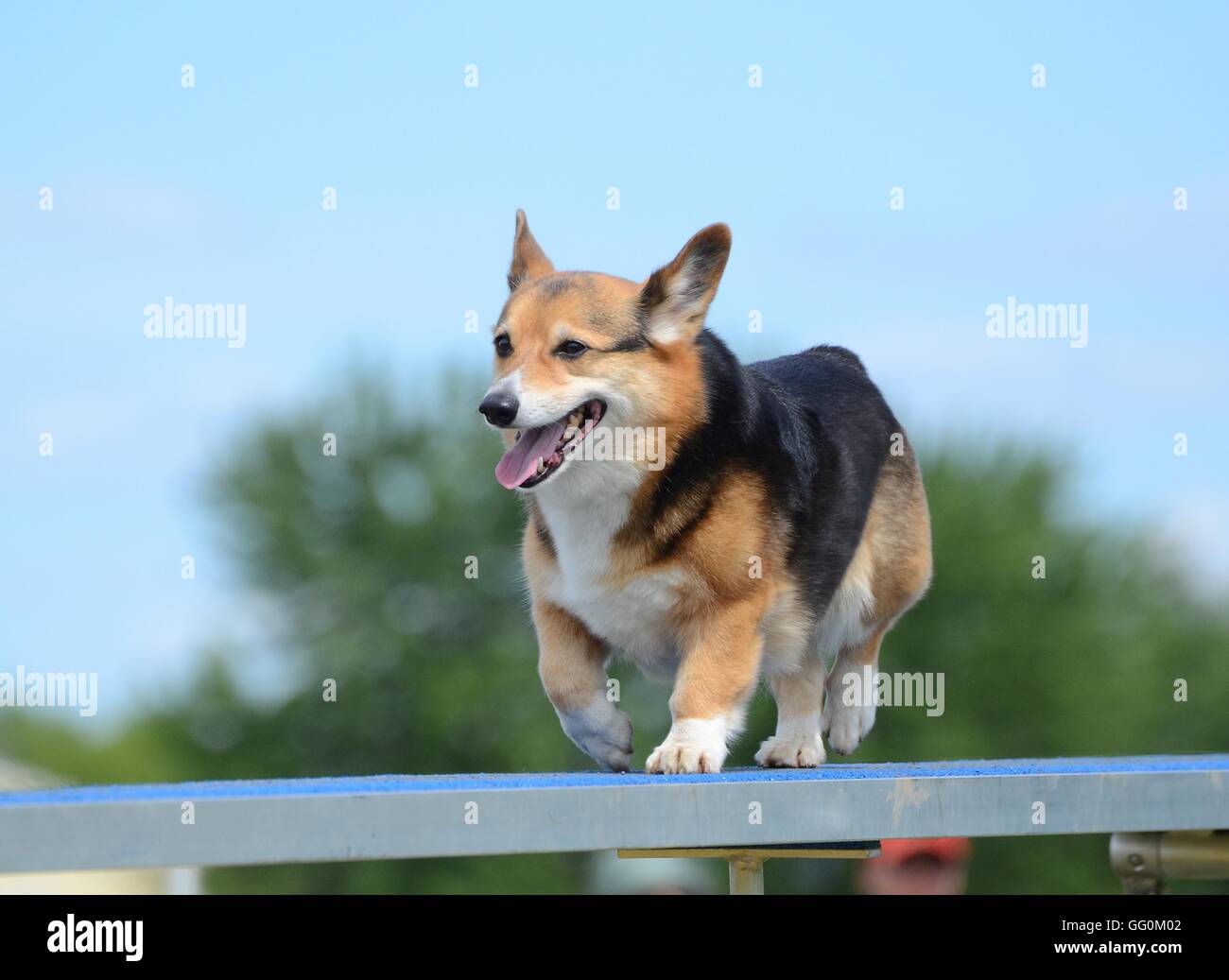 Pembroke Welsh Corgi läuft auf einen Hund Spaziergang an einem Agility-Prozess Stockfoto