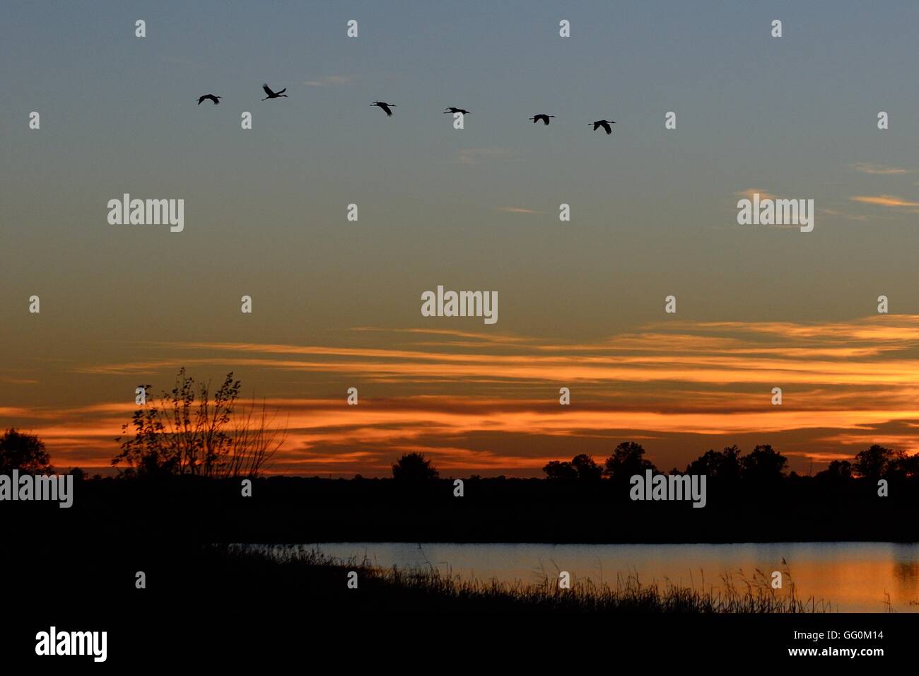 Silhouetten der Kraniche (Grus Canadensis) fliegen bei Sonnenuntergang Stockfoto