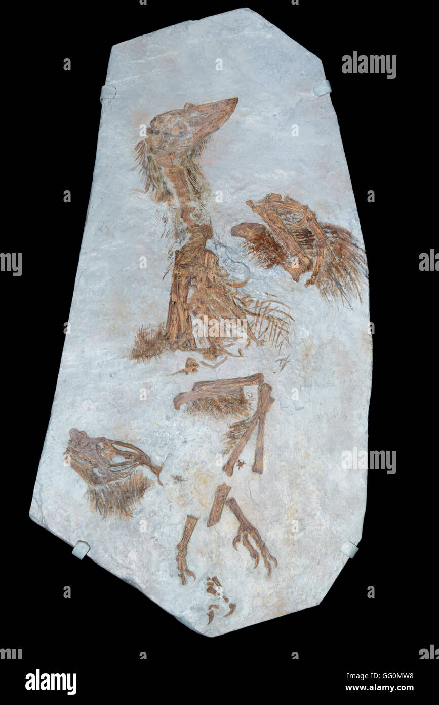 Eines der frühesten Vogelarten, Confuciusornis Sanctus. Frühen Kreidezeit, 130 Millionen Jahre alt, Provinz Liaoning, China Stockfoto