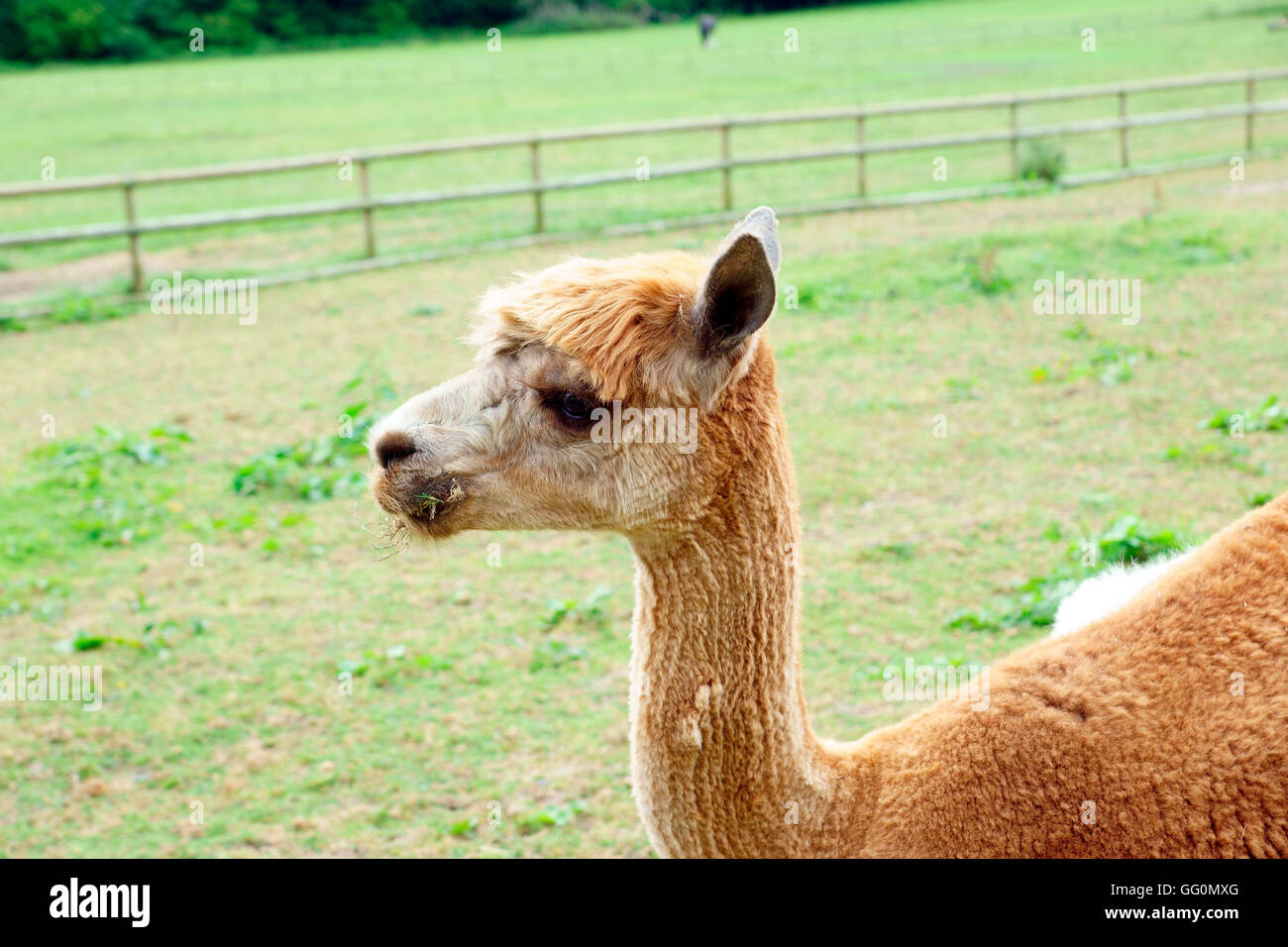 ALPAKA WEIDEN Stockfoto